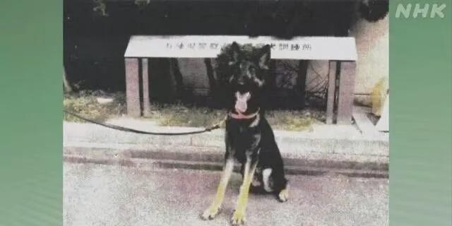 警惕过度赞美，探究云南警犬连续四周期光荣通报背后的深层原因